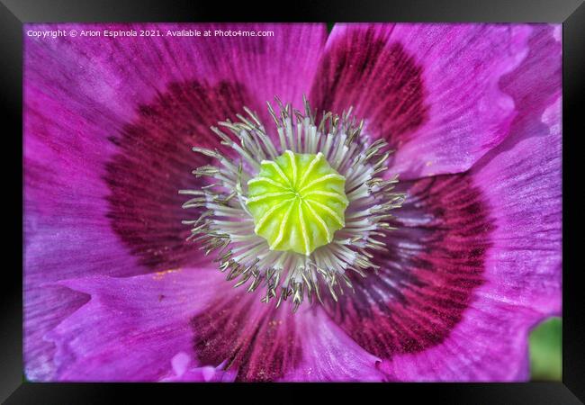 Beautiful  flower close up  Framed Print by Arion Espinola