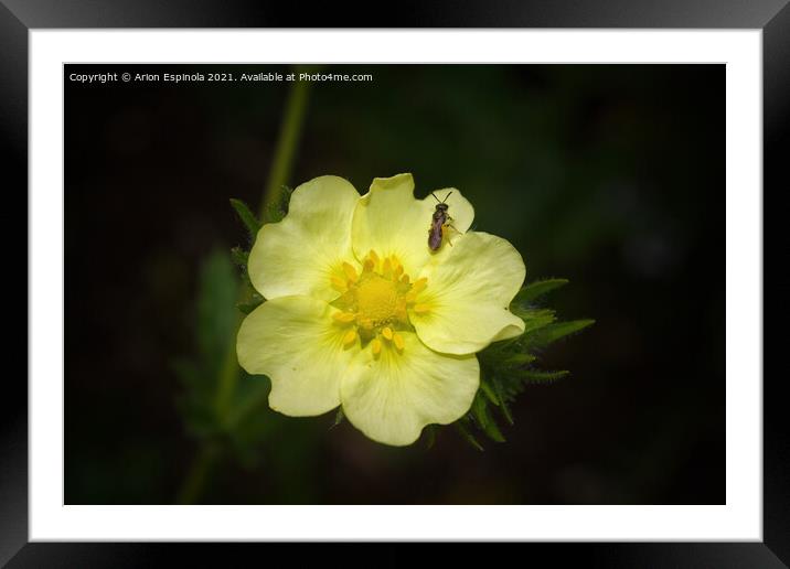 Delicate flower Sulphur Cinquefoil  Framed Mounted Print by Arion Espinola