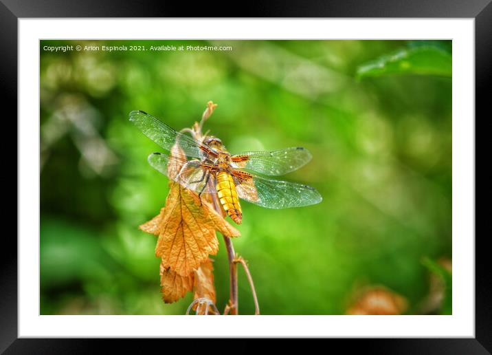 The Dragonfly  Framed Mounted Print by Arion Espinola