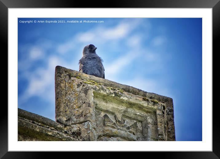 Curious bird at the ancient church  Framed Mounted Print by Arion Espinola
