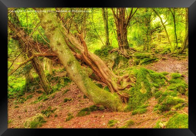 Magic woodland of Bathampton  Framed Print by Arion Espinola