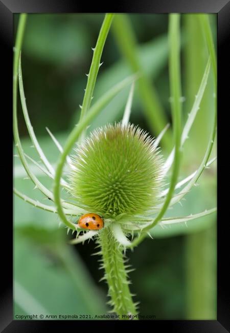 Wild Teasel Framed Print by Arion Espinola