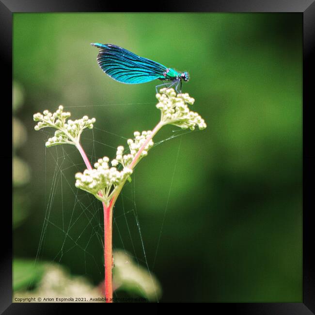 A close up of a Azure Damselfly on the plant  Framed Print by Arion Espinola