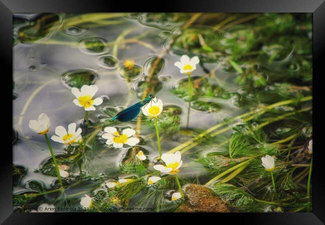 Damselfly on the river flower  Framed Print by Arion Espinola