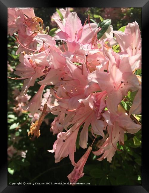 A close up of a pink flower on a plant Framed Print by Kirsty Krause