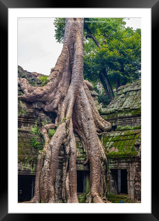 Ta Prohm, the tomb raider temple in Angkor Cambodia Asia	 Framed Mounted Print by Wilfried Strang
