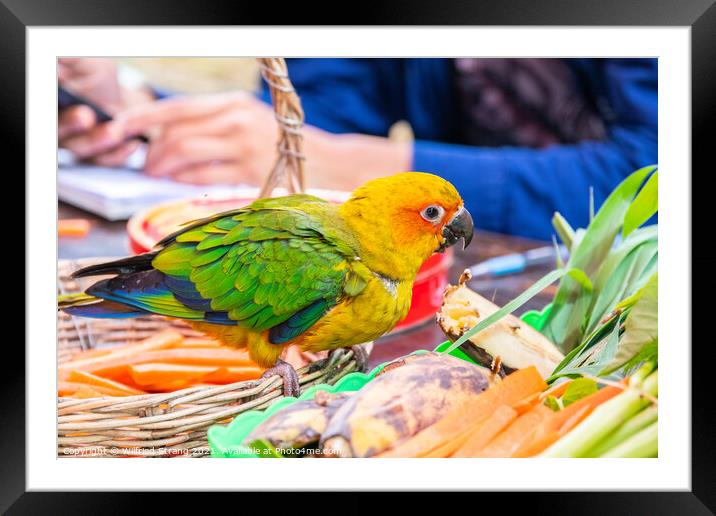 a small Parrot bird at a Street Market in Thailand Southeast Asia Framed Mounted Print by Wilfried Strang