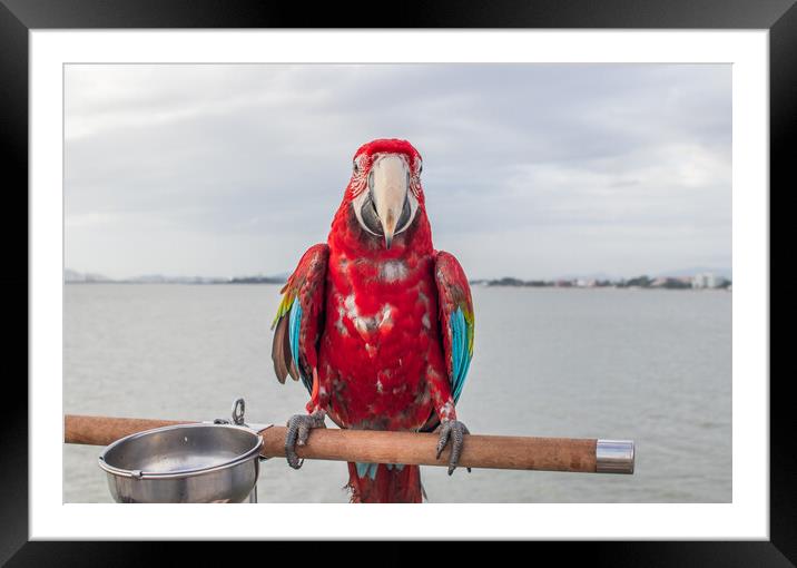 A red colored Parrot at the beach Framed Mounted Print by Wilfried Strang