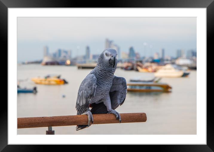 a Gray Parrot at the Pier Bali Hai in Pattaya Thailand Asia Framed Mounted Print by Wilfried Strang