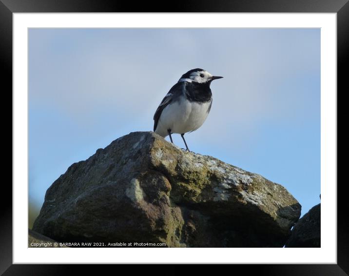 The Wagtail Framed Mounted Print by BARBARA RAW