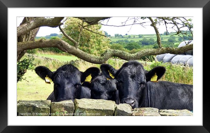 A Nosey Trio Of Cattle Framed Mounted Print by BARBARA RAW