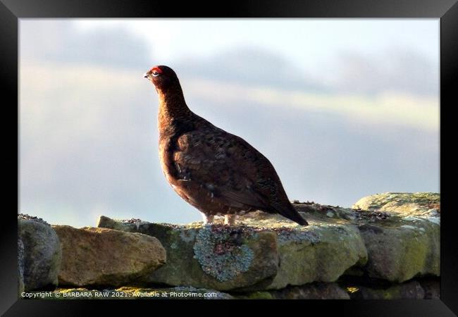 Red Grouse Framed Print by BARBARA RAW