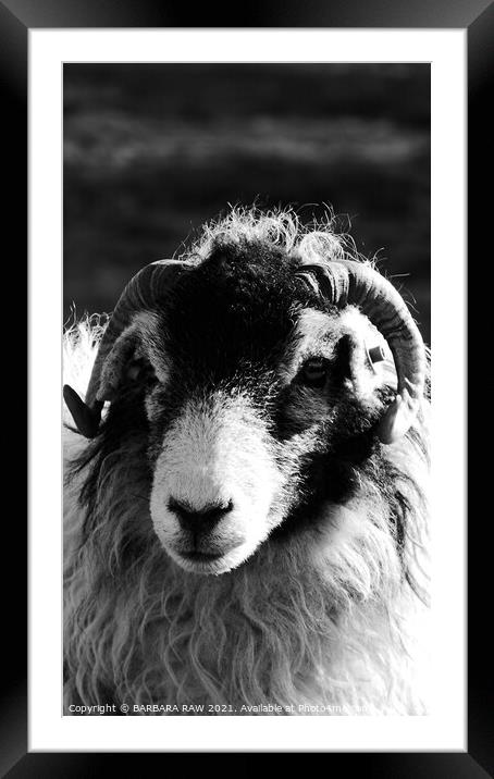 Curly Topped Ewe Framed Mounted Print by BARBARA RAW