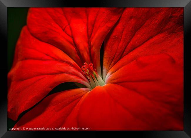Beautiful Red Macro Flower. Framed Print by Maggie Bajada