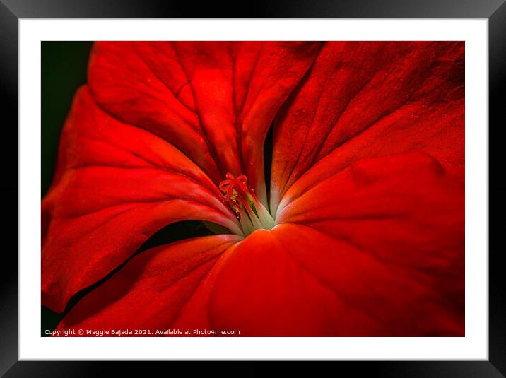 Beautiful Red Macro Flower. Framed Mounted Print by Maggie Bajada