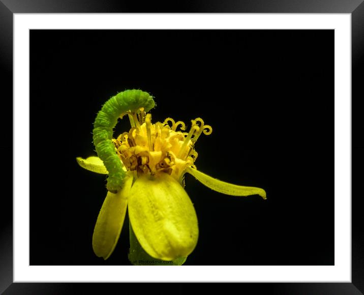 Lovely Green Caterpillar on yellow flower black ba Framed Mounted Print by Maggie Bajada