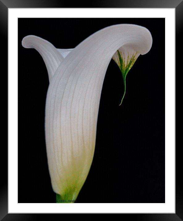 View Macro White Calla Lily Flower with black back Framed Mounted Print by Maggie Bajada