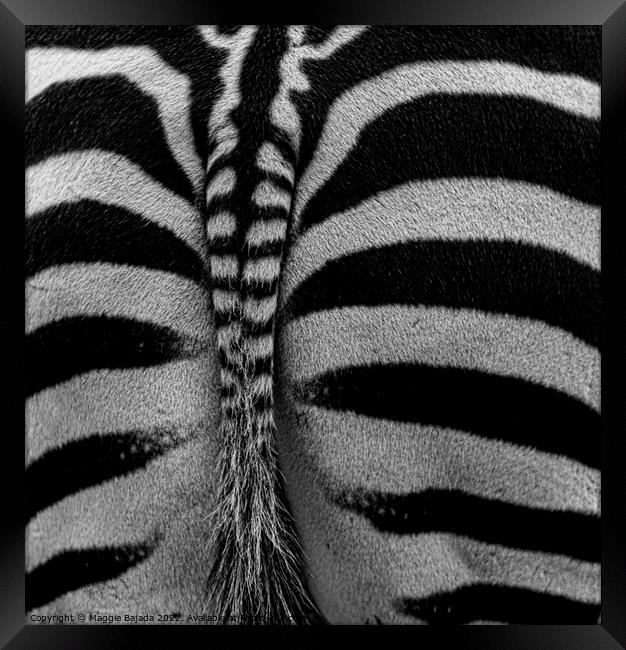 Monochrome of Zebra backside  Framed Print by Maggie Bajada