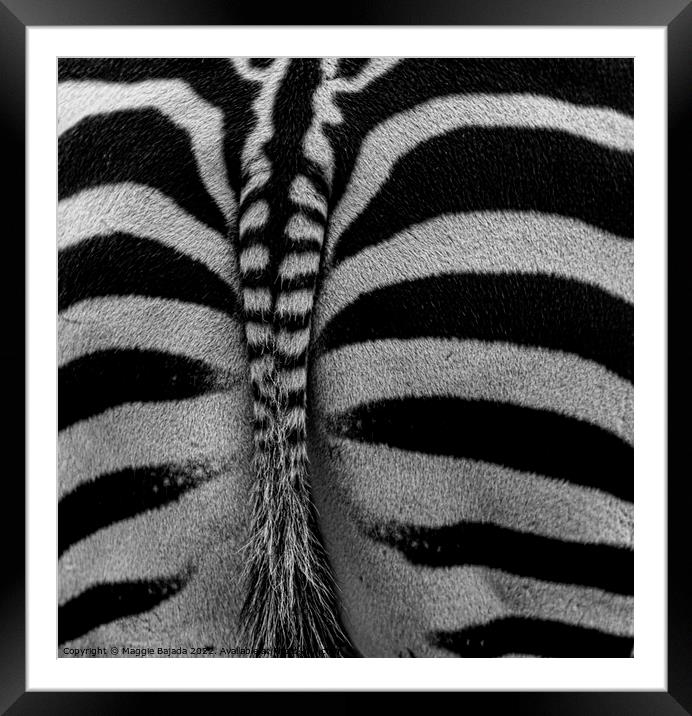 Monochrome of Zebra backside  Framed Mounted Print by Maggie Bajada