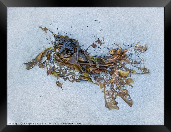 Seaweed on White Sand Framed Print by Maggie Bajada