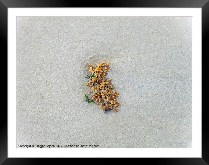 Lonely Seaweed on a White Sand. Framed Mounted Print by Maggie Bajada