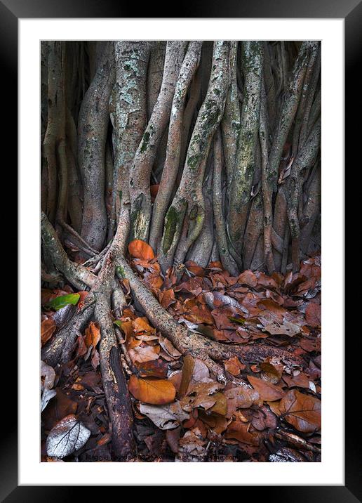 Wondering Roots on Trees with Brown leaves. Framed Mounted Print by Maggie Bajada