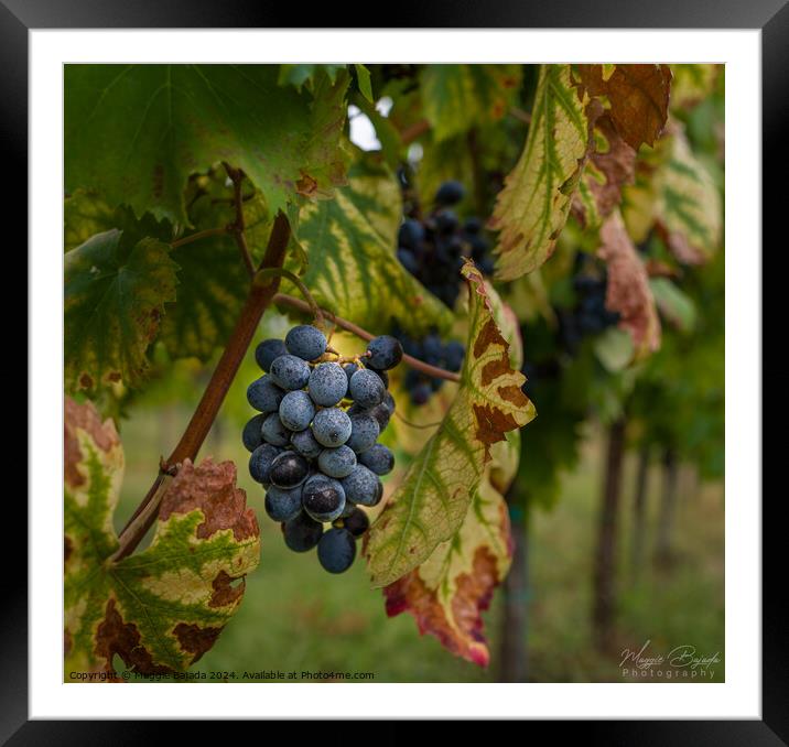 Black Grapes on Vine Branch Leaves. Framed Mounted Print by Maggie Bajada