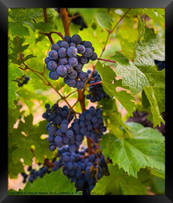 Black Grapes with Vineyard.  Framed Print by Maggie Bajada