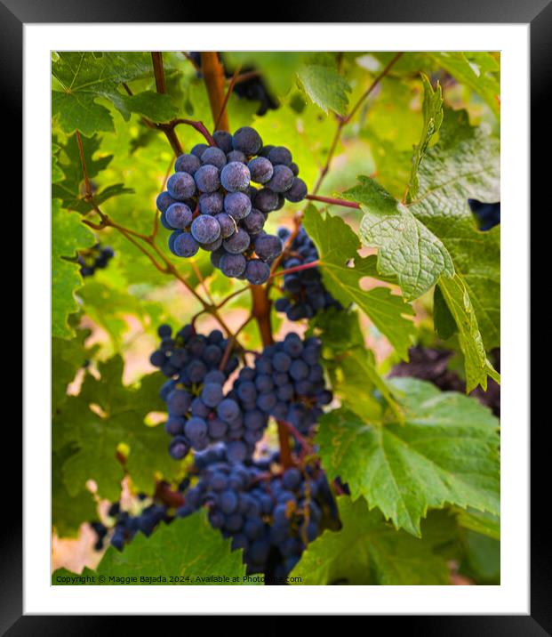 Black Grapes with Vineyard.  Framed Mounted Print by Maggie Bajada