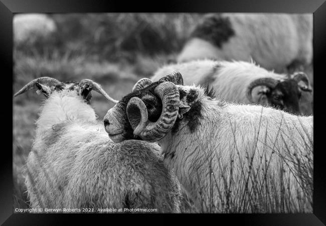 Welsh Mountain Sheep Framed Print by Gerwyn Roberts