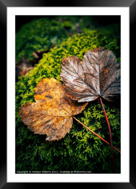 Autumn Leaves Framed Mounted Print by Gerwyn Roberts