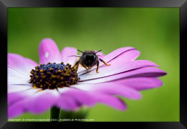 Bee on the flower closeup  Framed Print by Krisztina Kaposvári