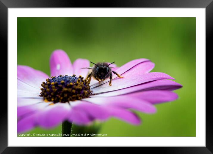 Bee on the flower closeup  Framed Mounted Print by Krisztina Kaposvári