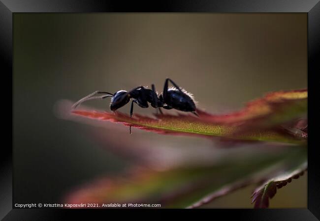 Ant on the leaves macro  Framed Print by Krisztina Kaposvári