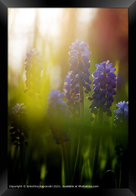 Grape-hyacinth in the Sunset Closeup  Framed Print by Krisztina Kaposvári