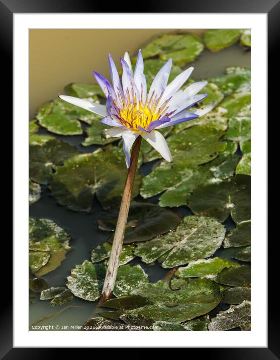 Water Lilly flowering Framed Mounted Print by Ian Miller