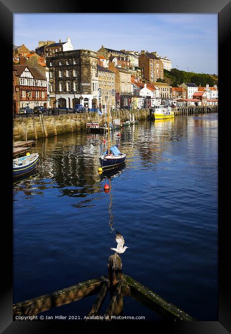 Whitby Harbour with a Gull Framed Print by Ian Miller
