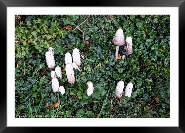Inkcaps. Fungus Framed Mounted Print by Ian Miller