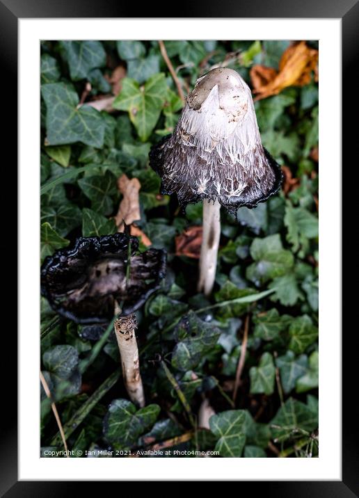 Inkcaps Framed Mounted Print by Ian Miller