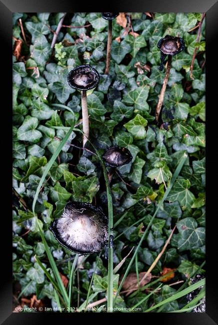 Plant leaves. Inkcap Framed Print by Ian Miller