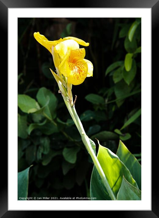 Yellow Flower Framed Mounted Print by Ian Miller