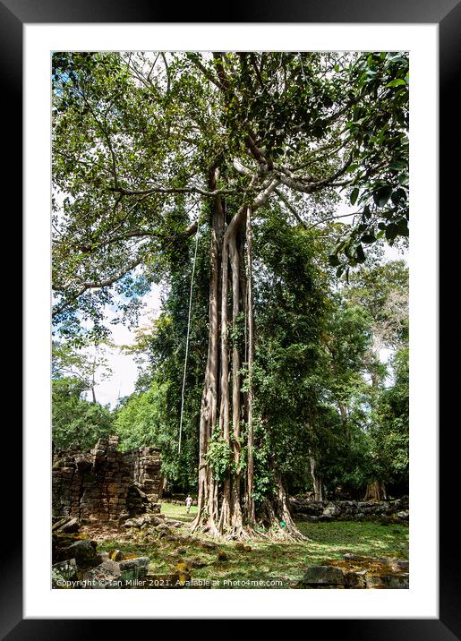 Tree in Cambodia Framed Mounted Print by Ian Miller