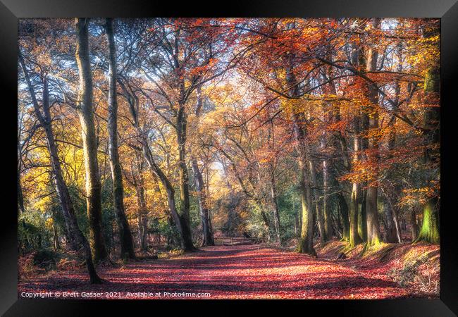 New Forest Autumn Framed Print by Brett Gasser