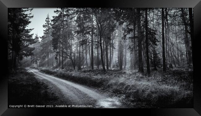 Enchanted New Forest Framed Print by Brett Gasser