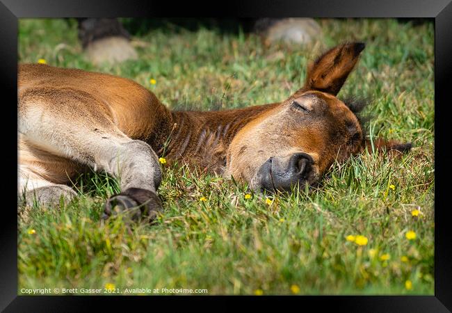 Sleeping New Forest Pony Framed Print by Brett Gasser