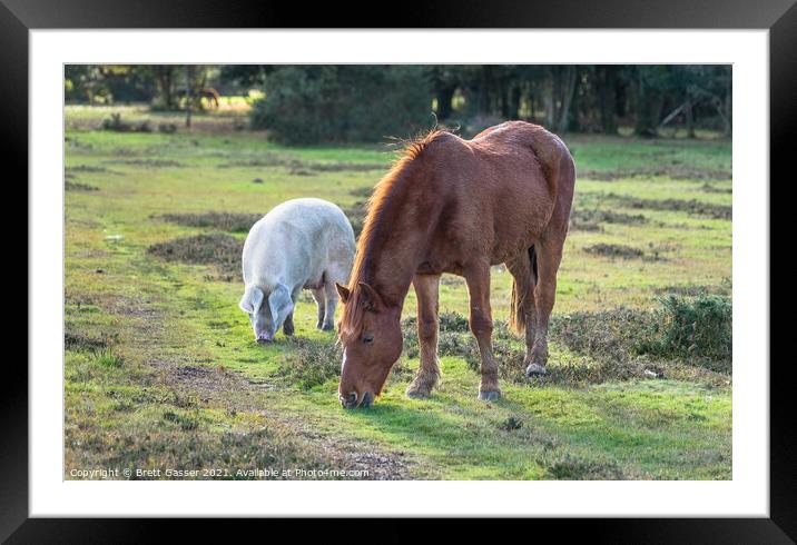 New Forest Pannage Pig Fritham Framed Mounted Print by Brett Gasser