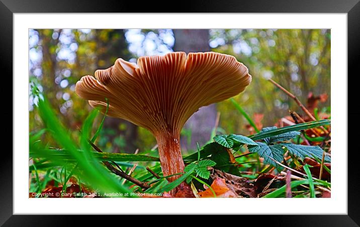 Flat Mushroom Underbelly at Foxley Woods Framed Mounted Print by GJS Photography Artist