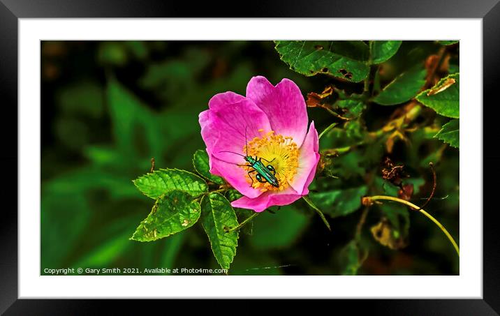 Green Thick Legged Flower Beetle Framed Mounted Print by GJS Photography Artist