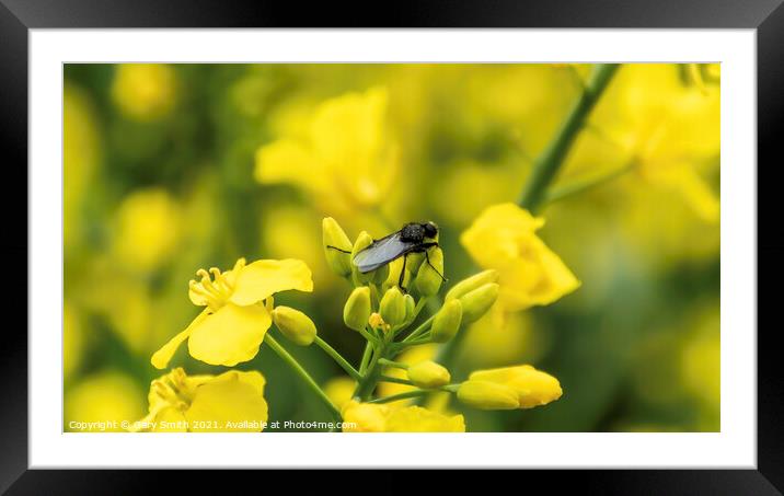 Pod Midge on Rapeseed  Framed Mounted Print by GJS Photography Artist