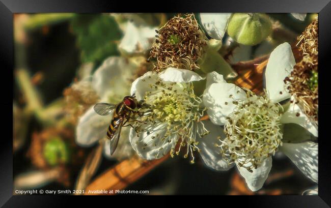 Hoverfly Pollenating Wildflower Framed Print by GJS Photography Artist